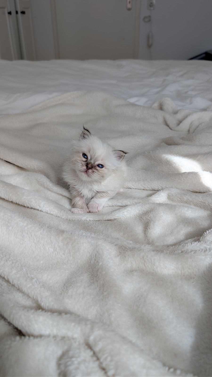 Heilige-Birma-Kitten Amber (Seal Tabby Point)
