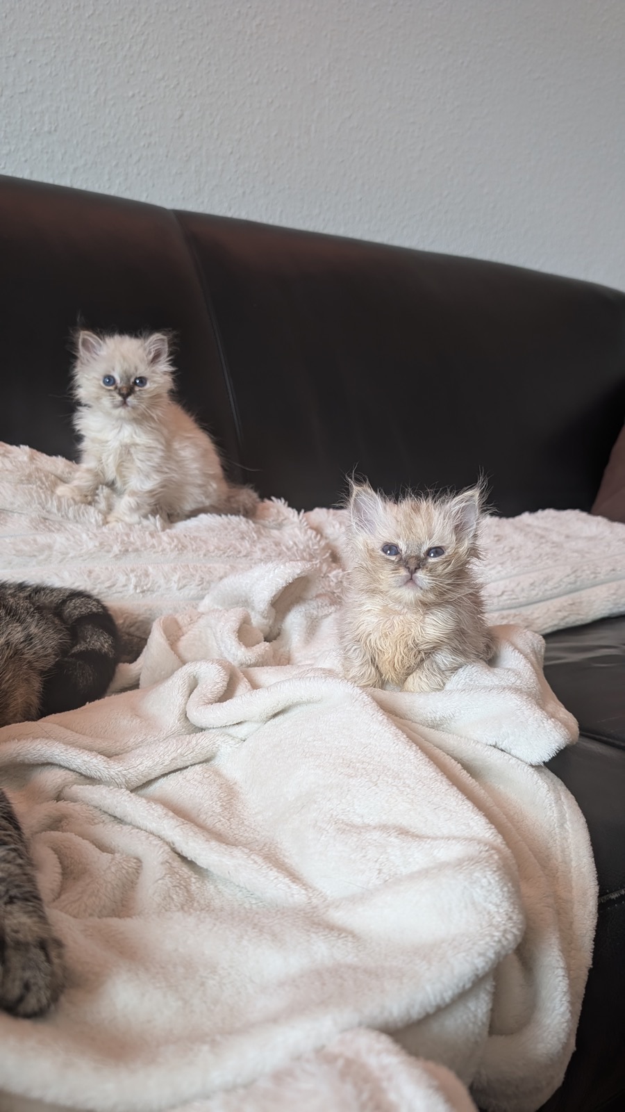 Heilige-Birma-Kitten Amber (Seal Tabby Point) · Bild 2