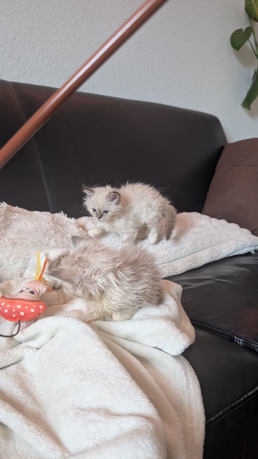 Heilige-Birma-Kitten Amber (Seal Tabby Point) · Bild 3