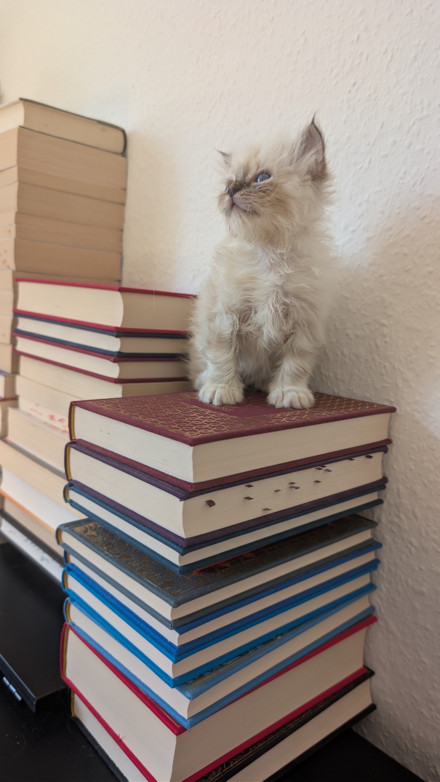 Heilige-Birma-Kitten Amber (Seal Tabby Point) · Bild 6