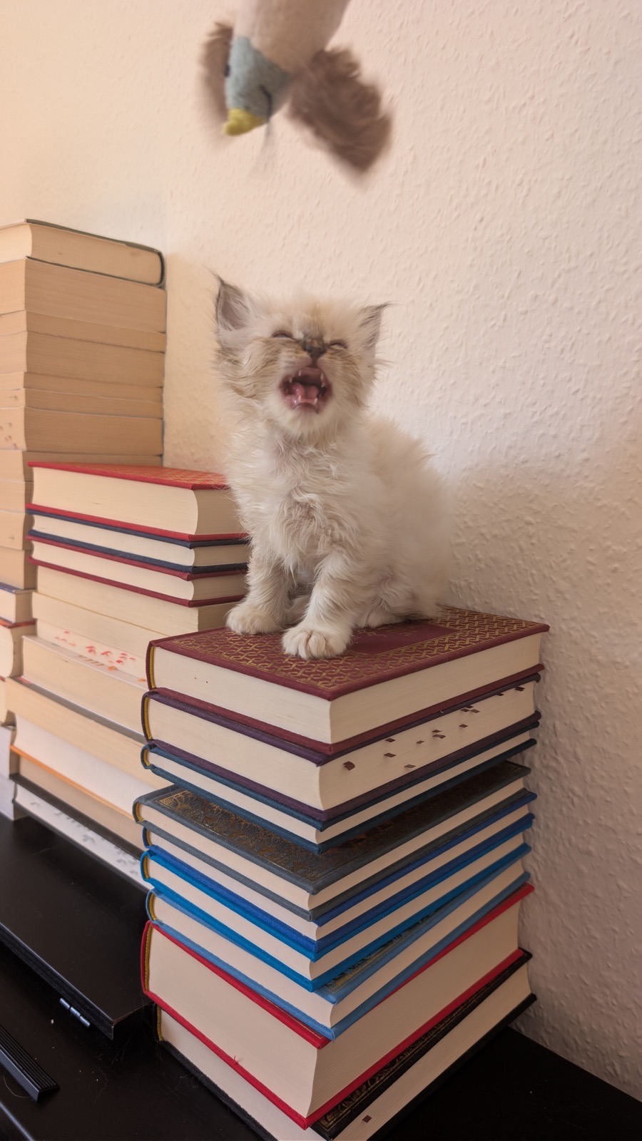 Heilige-Birma-Kitten Amber (Seal Tabby Point) · Bild 7