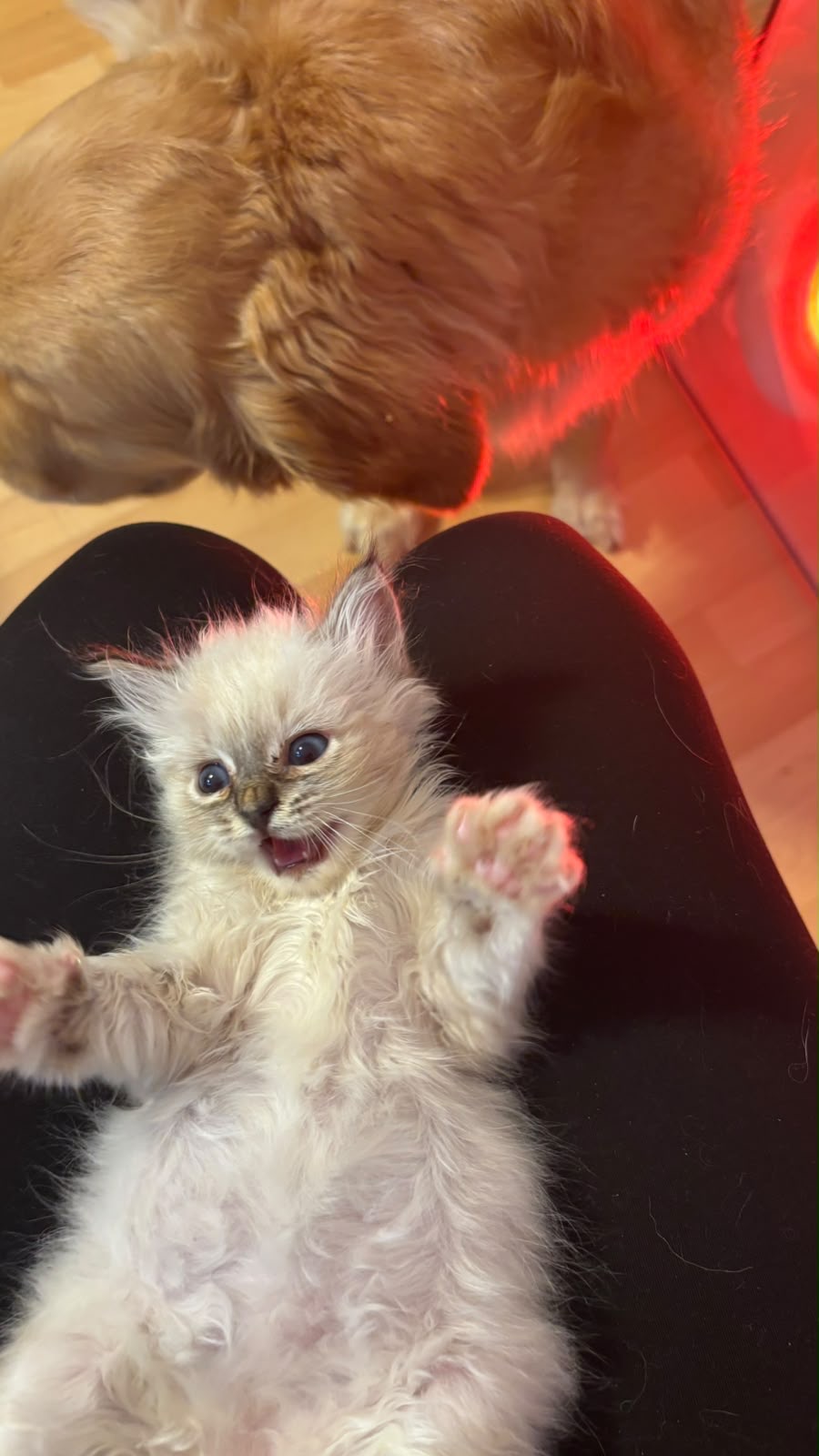 Heilige-Birma-Kitten Amber (Seal Tabby Point) · Bild 9