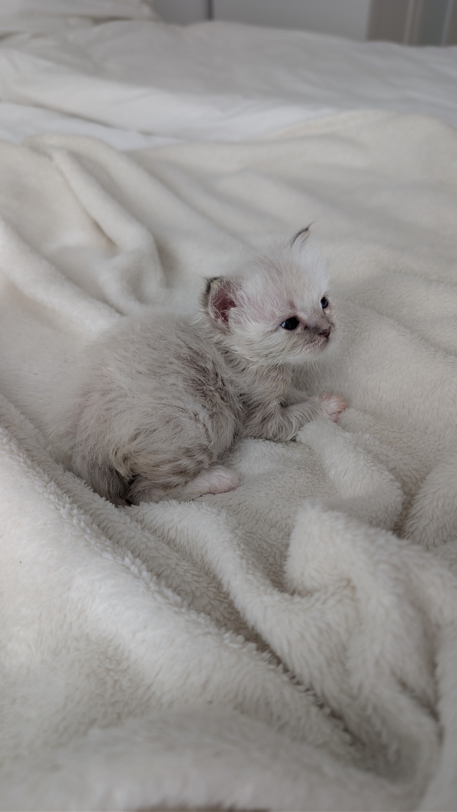 Heilige-Birma-Kitten Ash (Blue Silver Tabby Point)