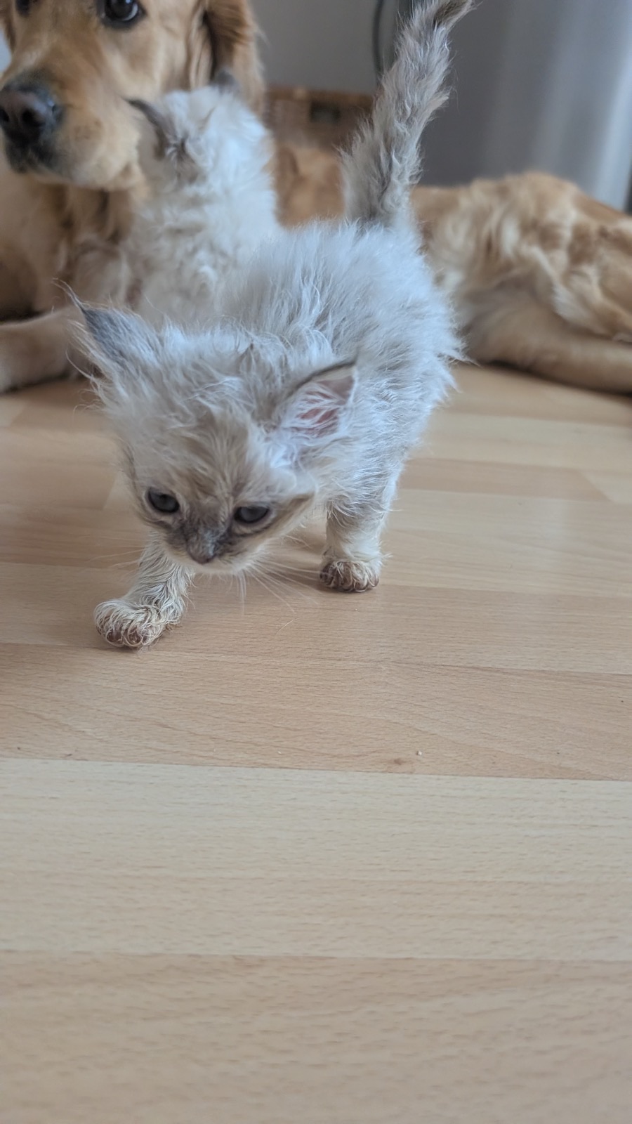 Heilige-Birma-Kitten Ash (Blue Silver Tabby Point) · Bild 2