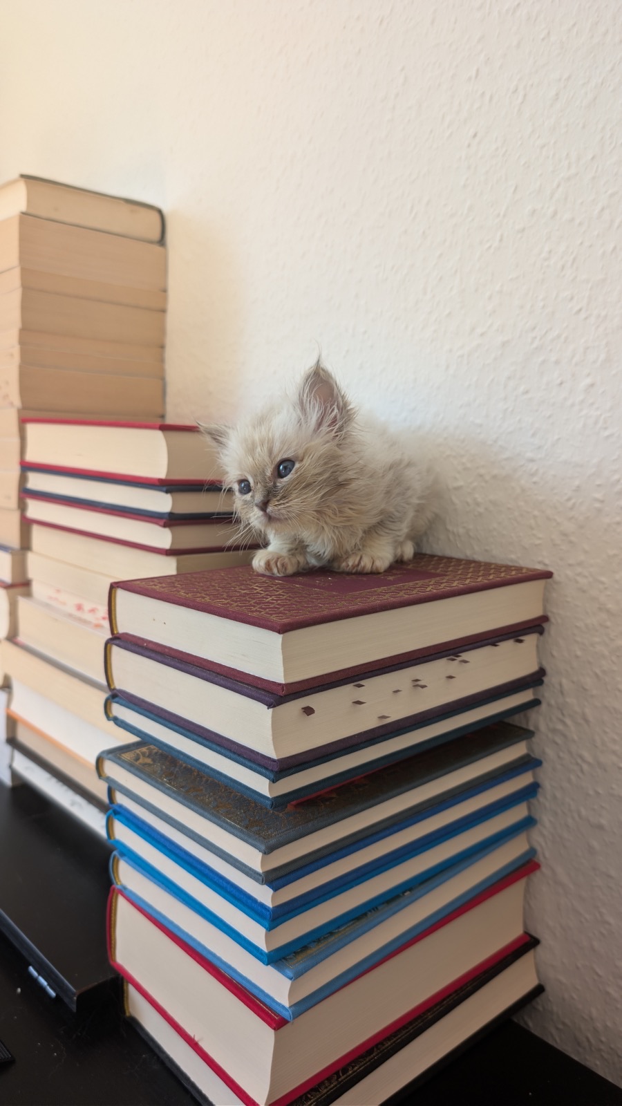 Heilige-Birma-Kitten Ash (Blue Silver Tabby Point) · Bild 5