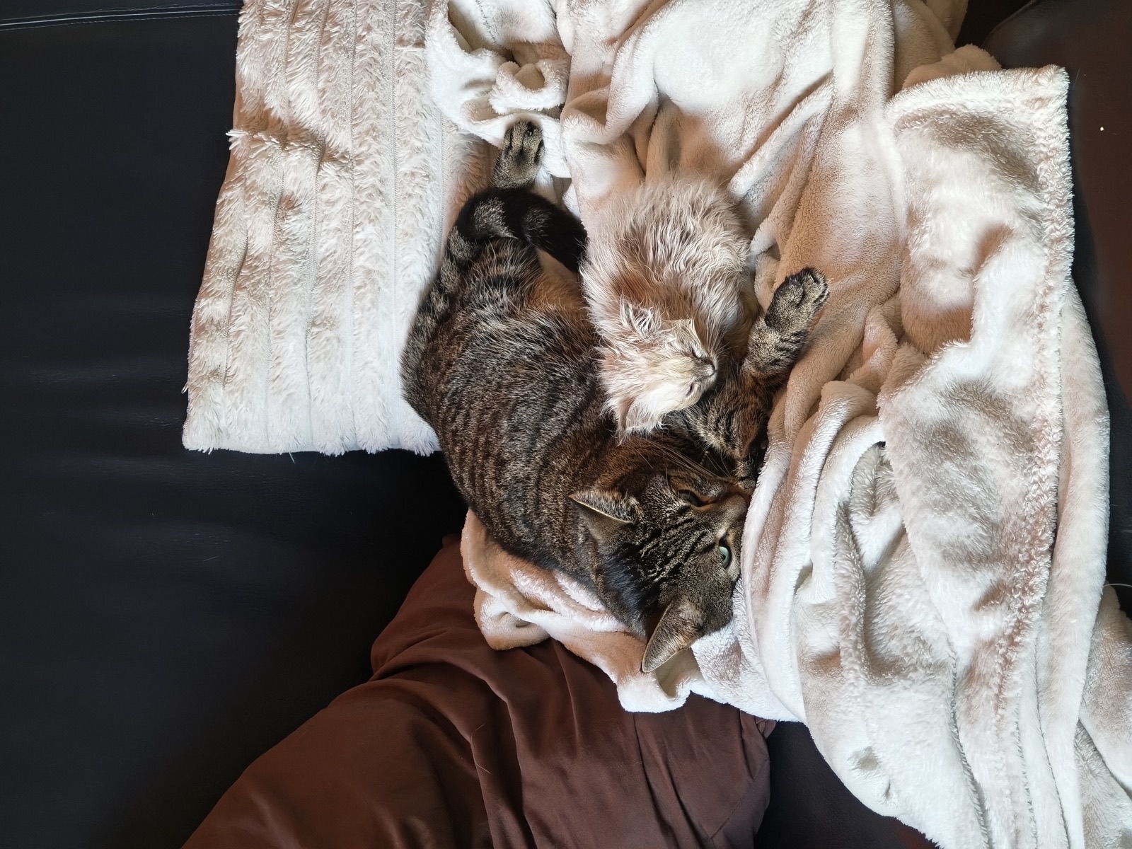 Heilige-Birma-Kitten Ash (Blue Silver Tabby Point) · Bild 6