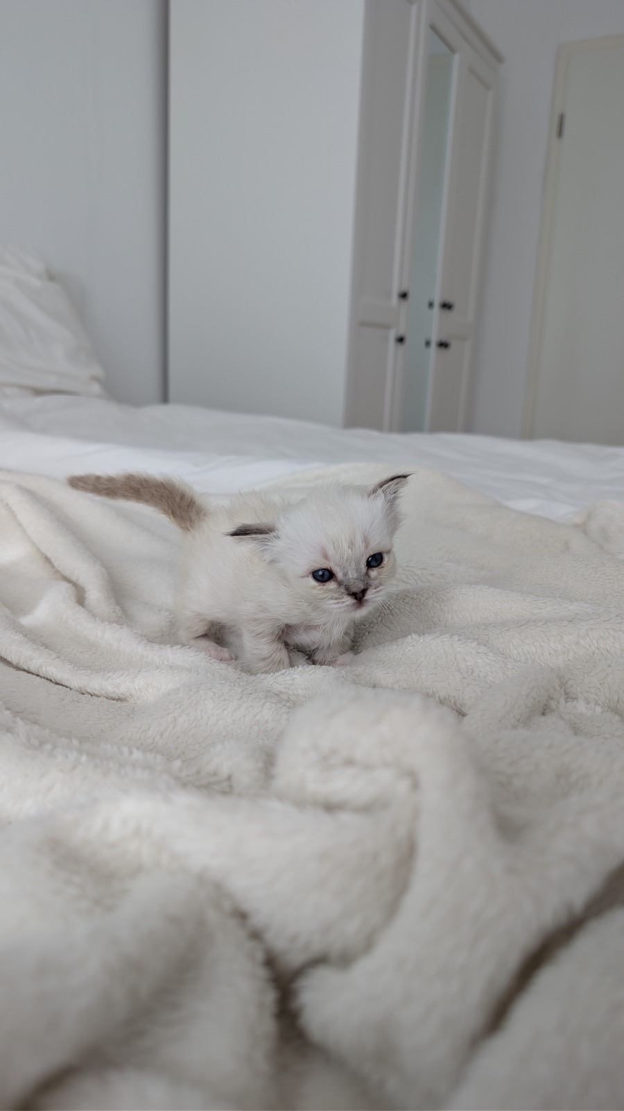 Heilige-Birma-Kitten Autumn (Seal Tabby Point)