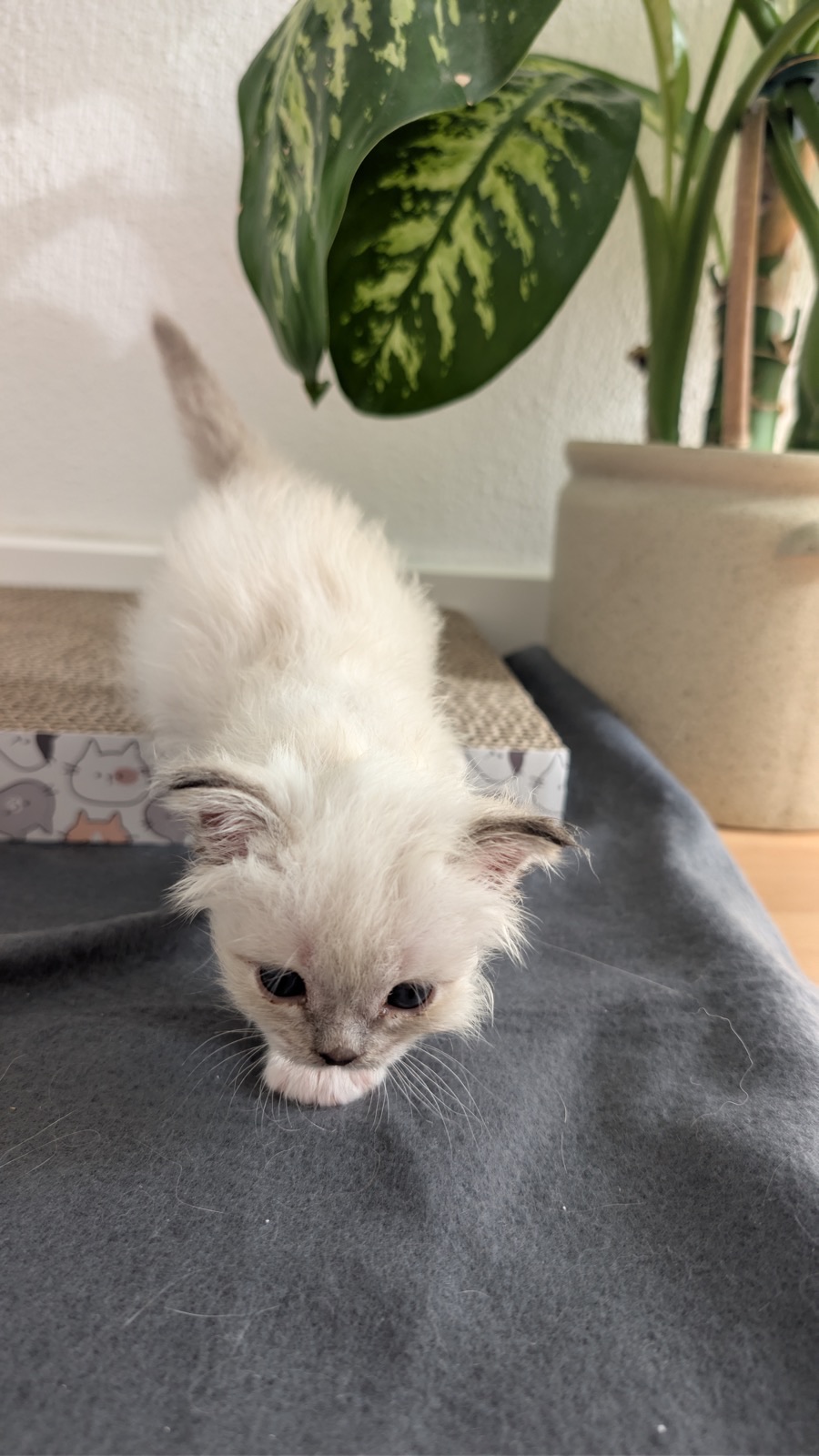 Heilige-Birma-Kitten Autumn (Seal Tabby Point) · Bild 2