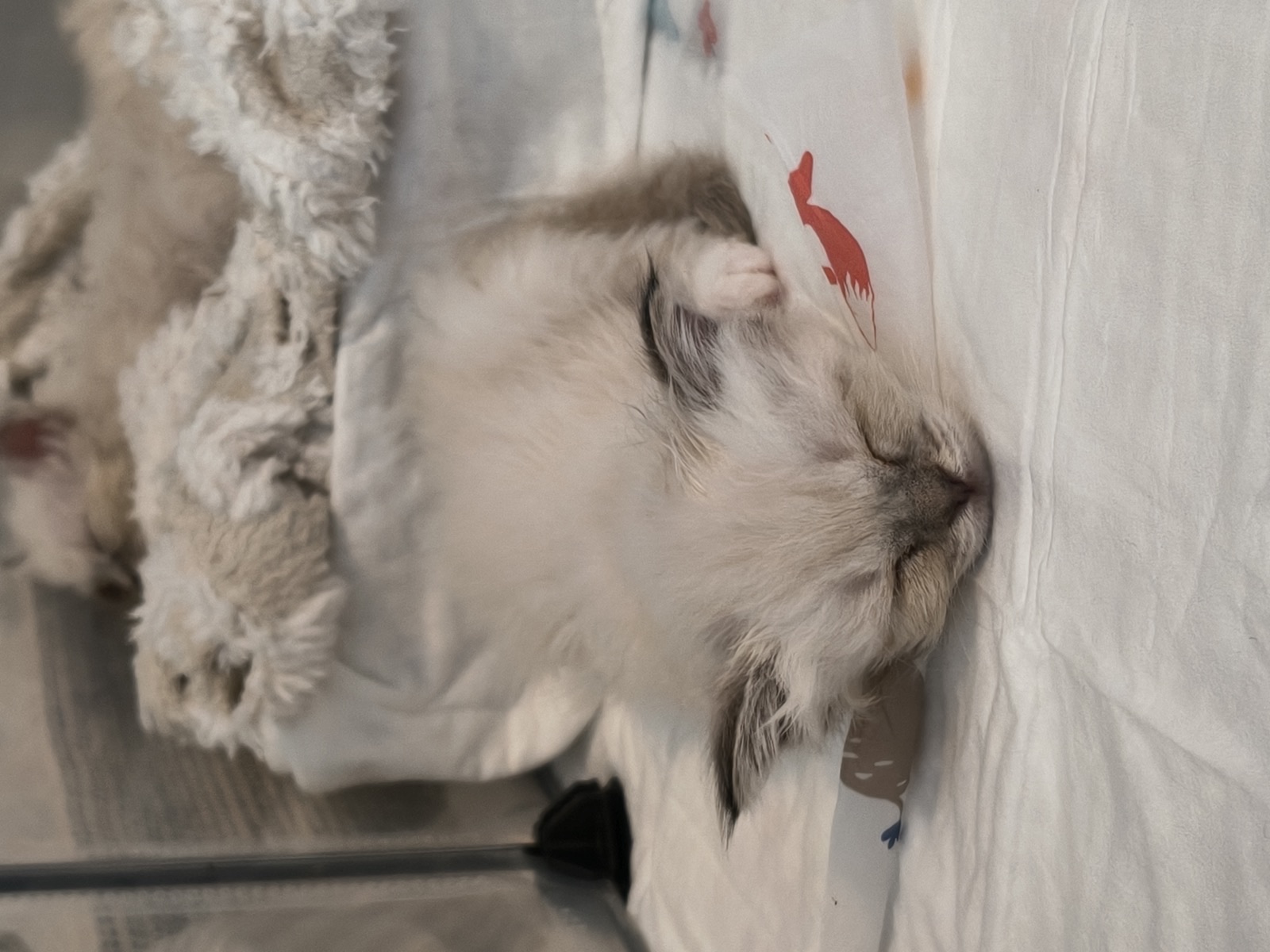 Heilige-Birma-Kitten Autumn (Seal Tabby Point) · Bild 5