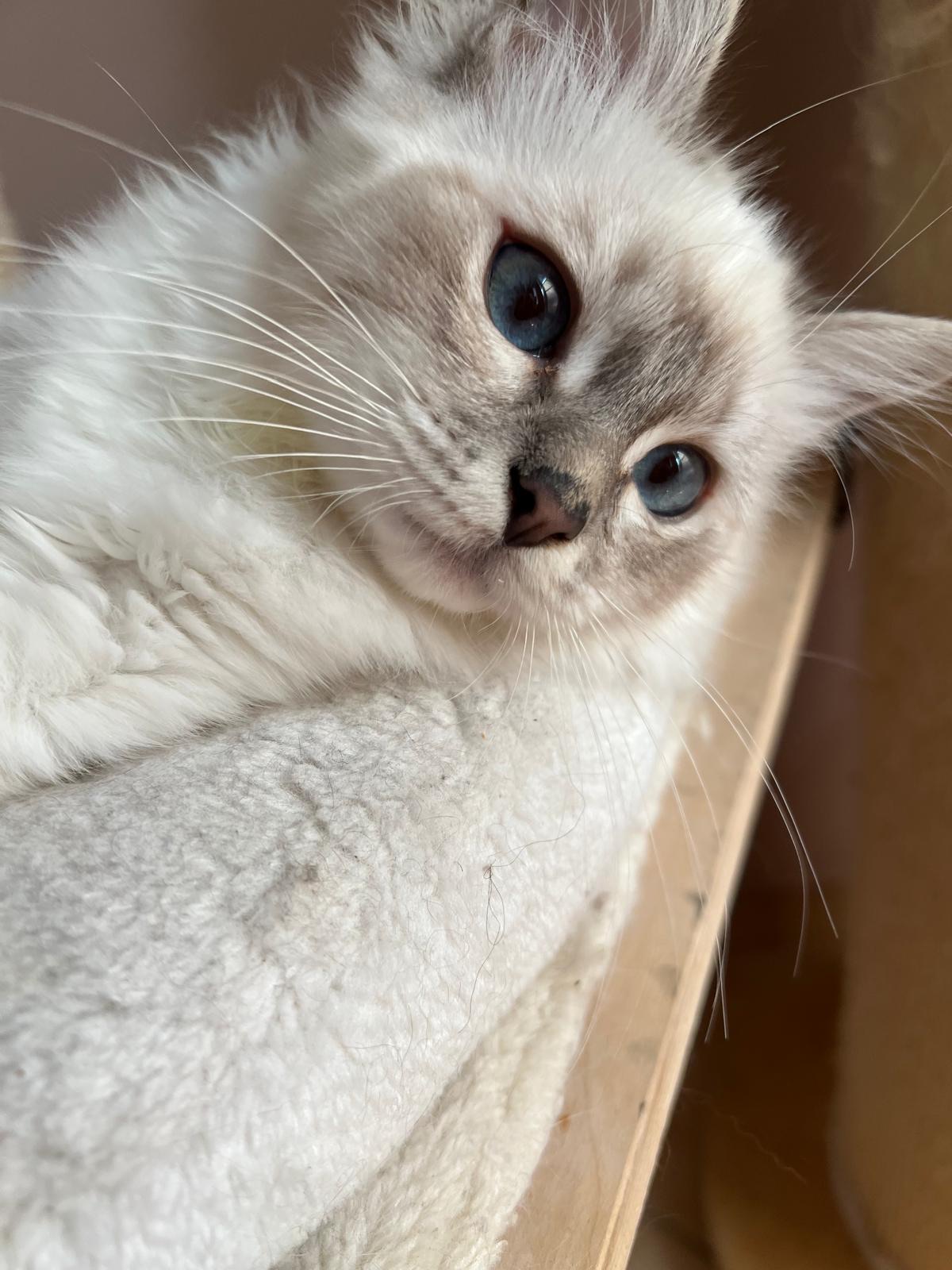Heilige-Birma-Kater Luigi (Blue Silver Tabby Point) · Bild 2