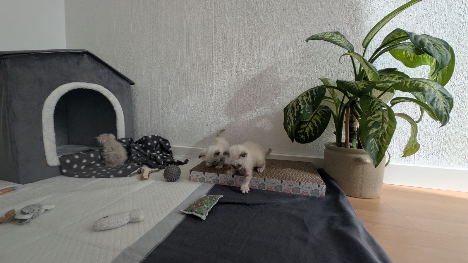 Kitten im Wohnzimmer
