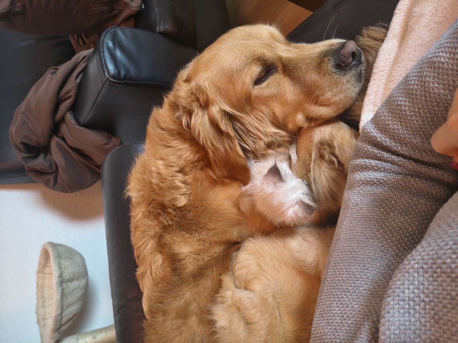 Kitten im Wohnzimmer · Bild 2