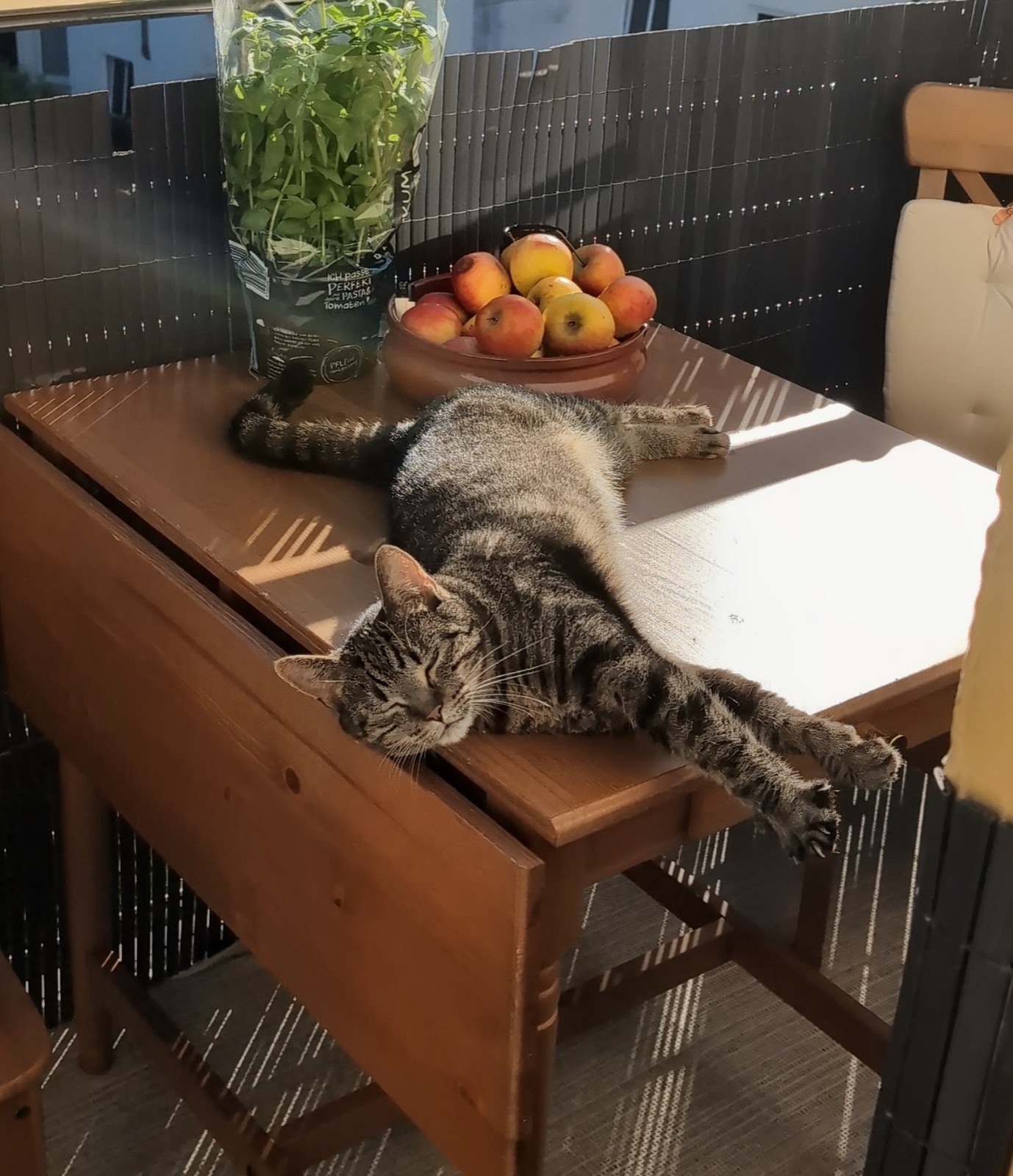Kitten im Wohnzimmer · Bild 5
