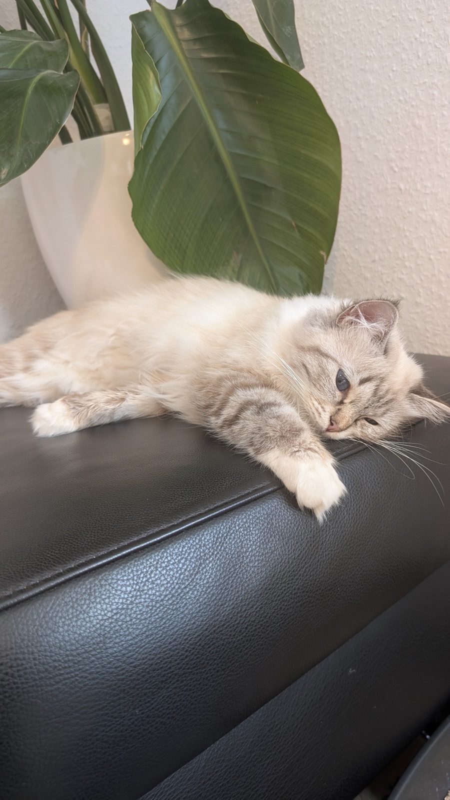 Heilige-Birma-Katze Yoselin (Seal Tabby Point) · Bild 2