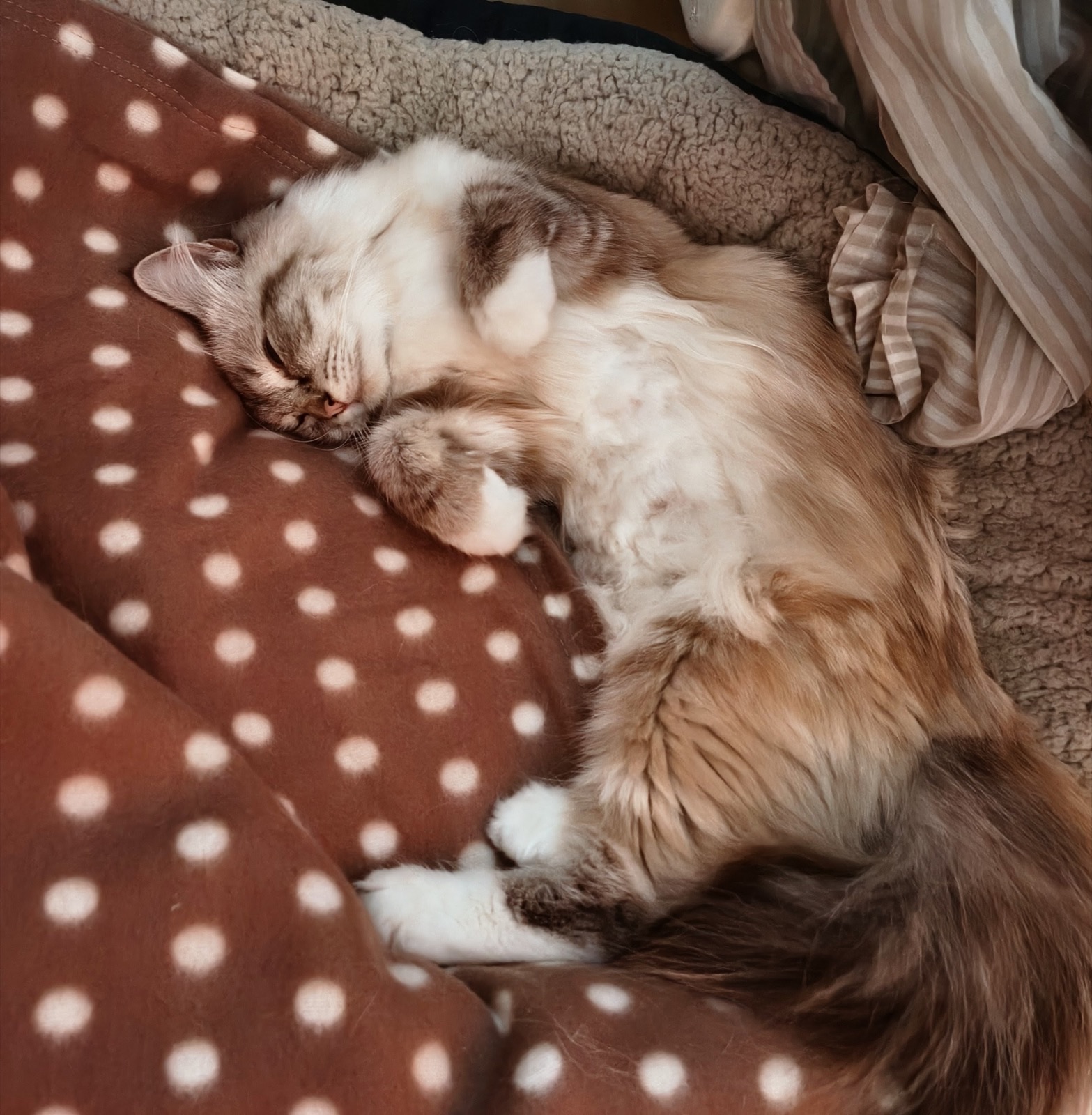 Heilige-Birma-Katze Yoselin (Seal Tabby Point) · Bild 3