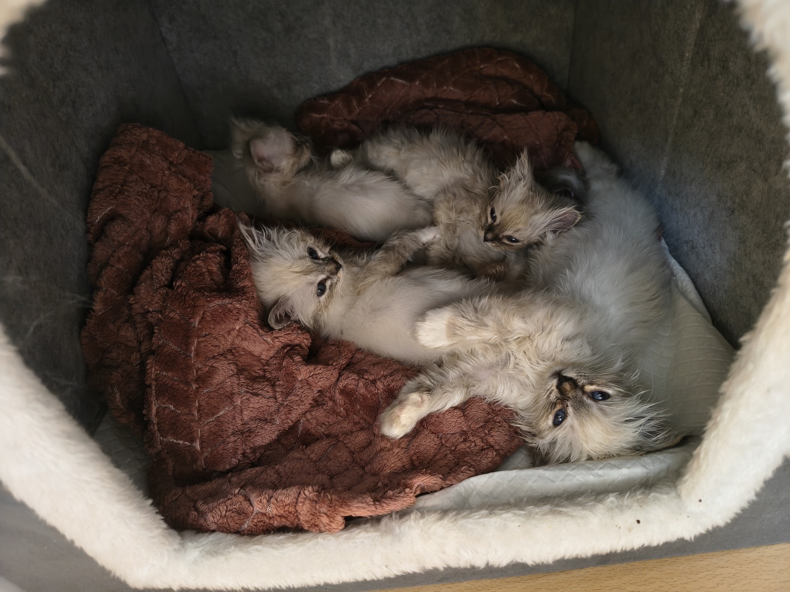 Birma-Katze auf einer Fensterbank · Bild 10