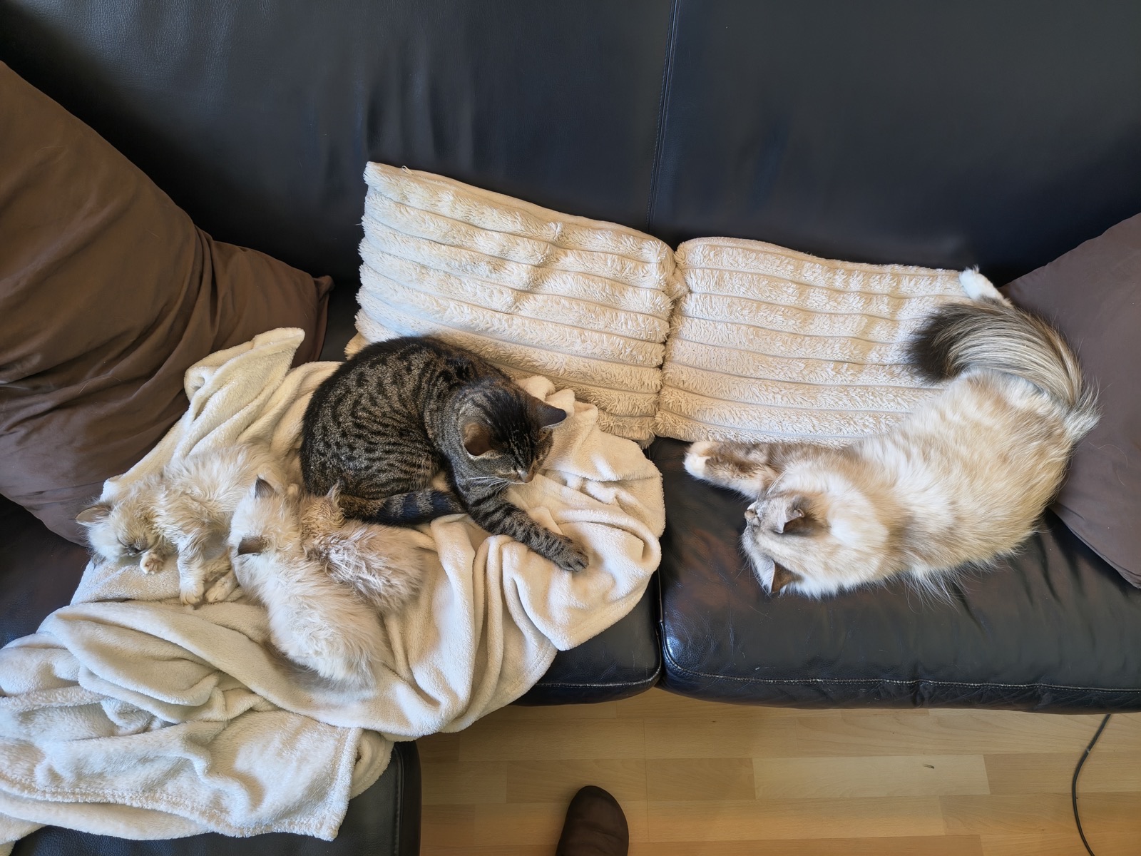 Birma-Katze auf einer Fensterbank · Bild 11