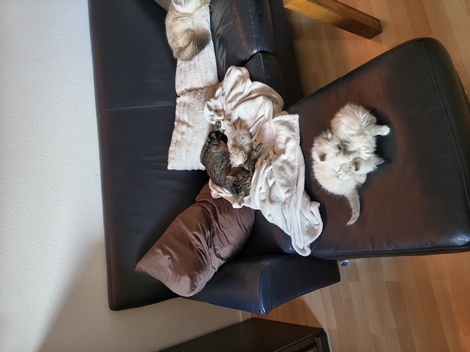 Birma-Katze auf einer Fensterbank · Bild 13