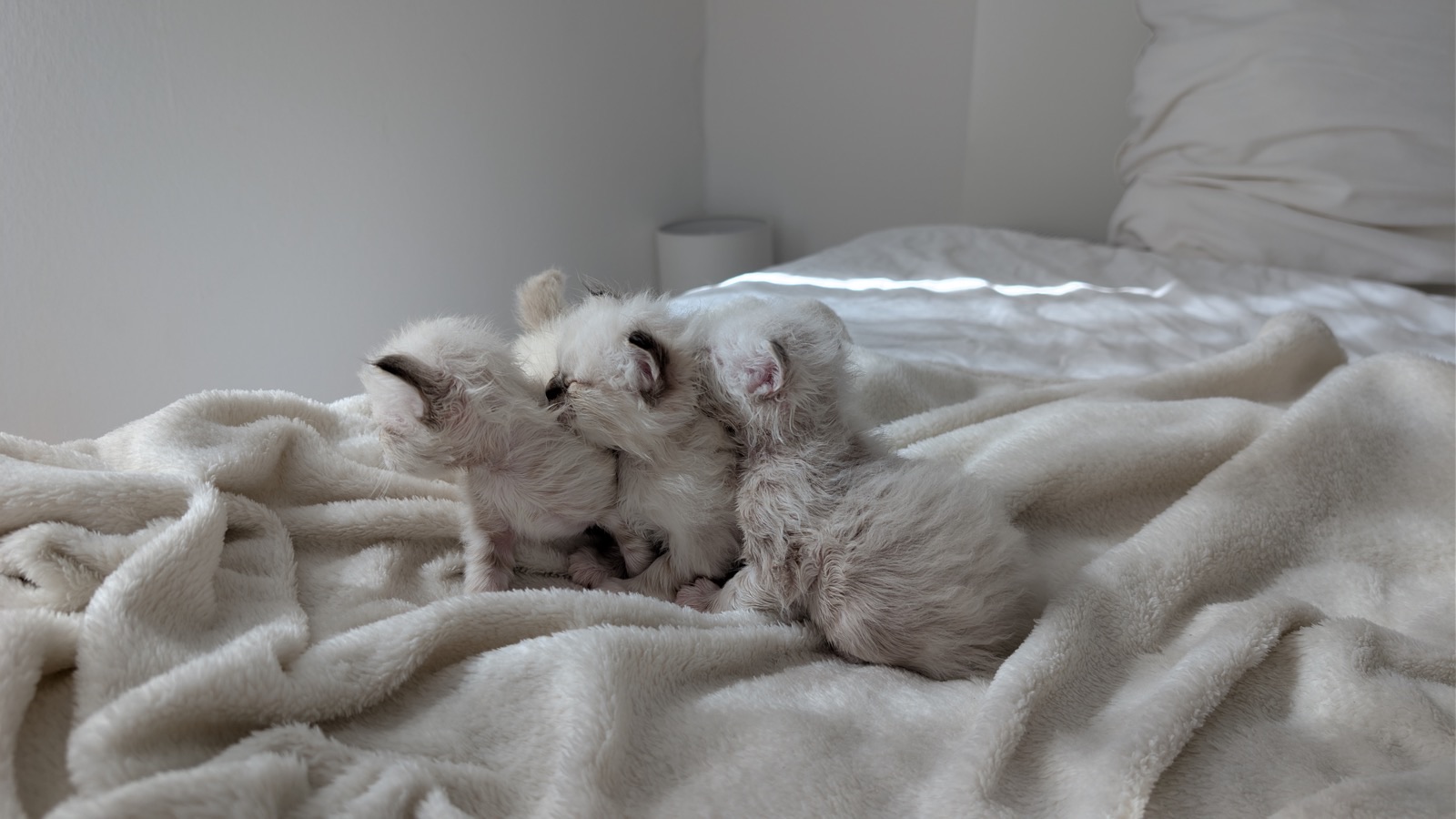 Birma-Katze auf einer Fensterbank · Bild 3