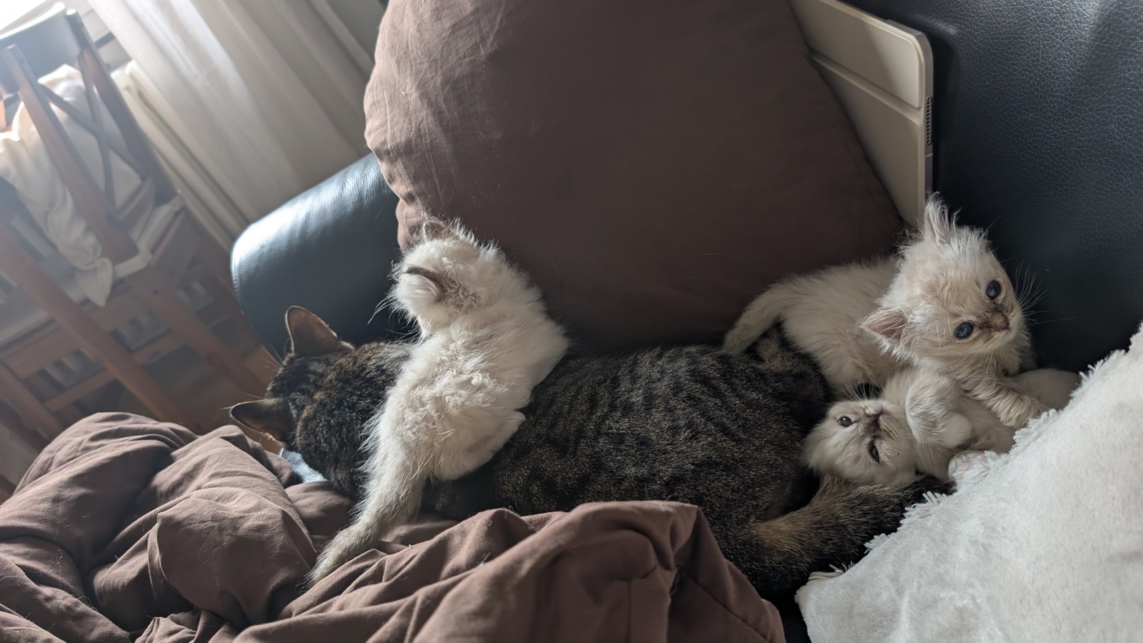 Birma-Katze auf einer Fensterbank · Bild 4
